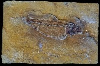 藏品(魚化石(模))的圖片